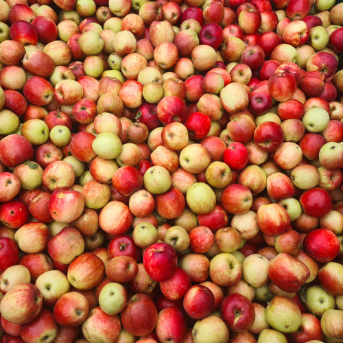 Pommes_rouges